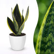 Sansevieria Future Superb - Bogenhanf - 1 Pflanze - mit Weißem Topf - Topf 12cm - Höhe - 35cm – HaGa-Welt