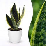 Sansevieria Future Superb - Bogenhanf - 1 Pflanze - mit Weißem Topf - Topf 12cm - Höhe - 35cm