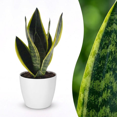 Sansevieria Future Superb - Bogenhanf - 1 Pflanze - mit Weißem Topf - Topf 12cm - Höhe - 35cm – HaGa-Welt