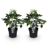 2x Helleborus orientalis 'Double Ellen White' – Lenzrose – Weiß – Topf Ø 14 cm – Höhe 35 cm inkl. Topf – HaGa-Welt