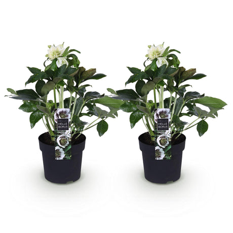 2x Helleborus orientalis 'Double Ellen White' – Lenten rose – White – pot Ø 14 cm – height 35 cm including pot