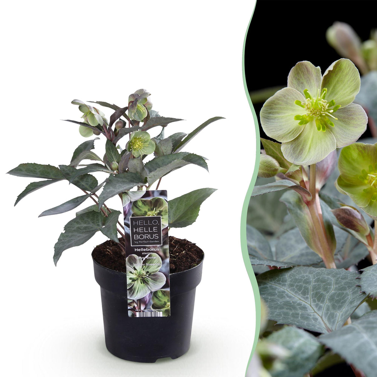 1x Helleborus × sternii 'Silver Dollar' – Hellébore – Vert crème – pot Ø 14 cm – hauteur 35 cm pot inclus