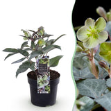 1x Helleborus × sternii 'Silver Dollar' – Hellébore – Vert crème – pot Ø 14 cm – hauteur 35 cm pot inclus