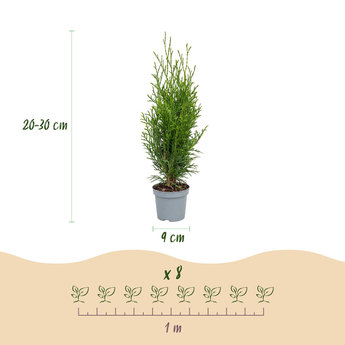 16x Thuja occidentalis Smaragd - Lebensbaum - Heckenpflanzen - Immergrün - Grün - Topf 9cm - Höhe 20-30cm – HaGa-Welt
