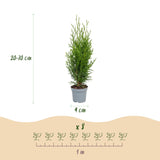 16x Thuja occidentalis Smaragd - Lebensbaum - Heckenpflanzen - Immergrün - Grün - Topf 9cm - Höhe 20-30cm – HaGa-Welt