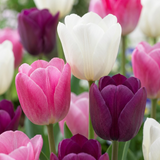 Tulpenzwiebeln – verschiedene Sorten zum Einpflanzen – HaGa-Welt