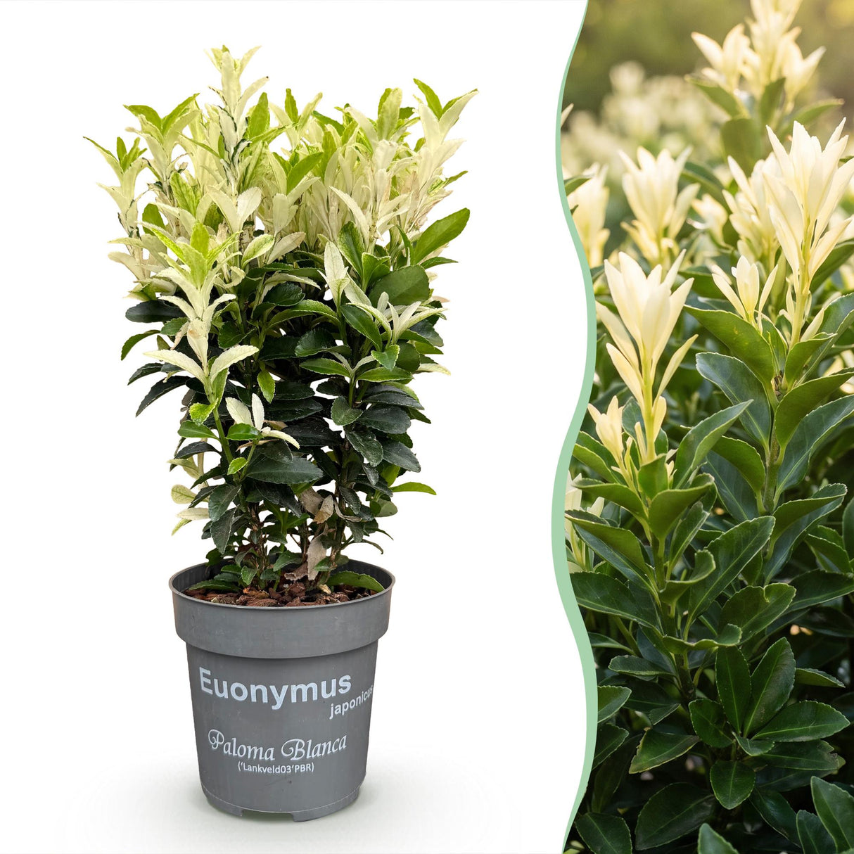 16x Euonymus japonica Paloma Blanca - Spindelstrauch - Heckenpflanzen - Immergrün - Grün - Weiß - Topf 9cm - Höhe 20-30cm – HaGa-Welt