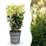 16x Euonymus japonica Paloma Blanca - Spindelstrauch - Heckenpflanzen - Immergrün - Grün - Weiß - Topf 9cm - Höhe 20-30cm – HaGa-Welt