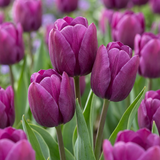 Tulpenzwiebeln – verschiedene Sorten zum Einpflanzen – HaGa-Welt