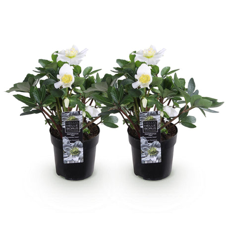 2x Helleborus niger 'Christmas Carol' – Rose de Noël – Blanc – pot Ø 10,5 cm – hauteur 25 cm pot inclus