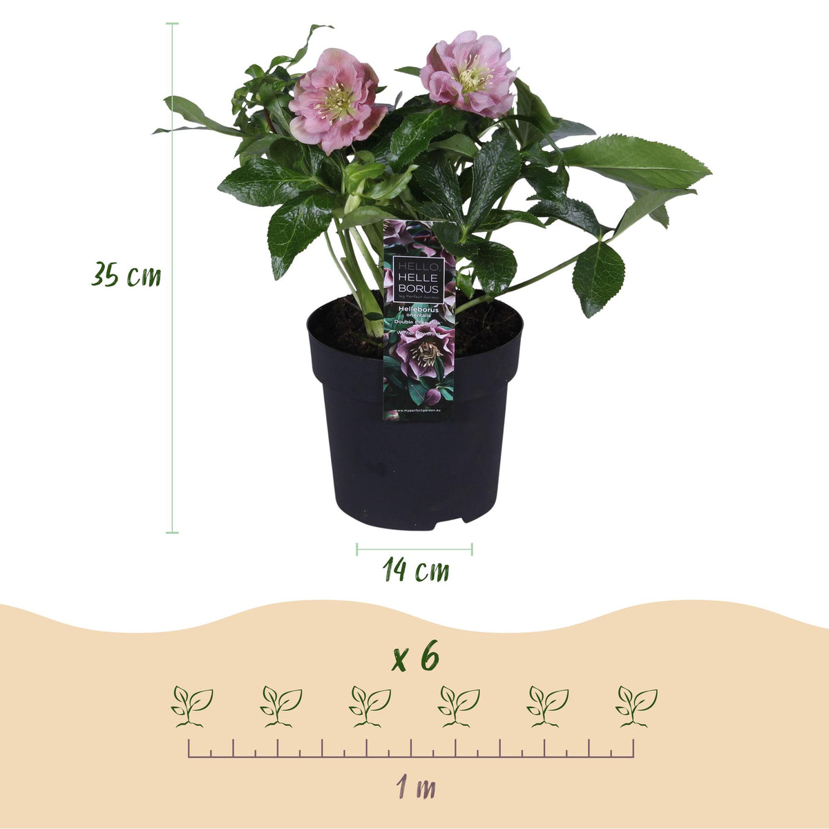 1x Helleborus orientalis 'Double Ellen Pink' – Rose de carême – Rose – pot Ø 14 cm – hauteur 35 cm pot inclus