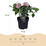 1x Helleborus orientalis 'Double Ellen Pink' – Rose de carême – Rose – pot Ø 14 cm – hauteur 35 cm pot inclus
