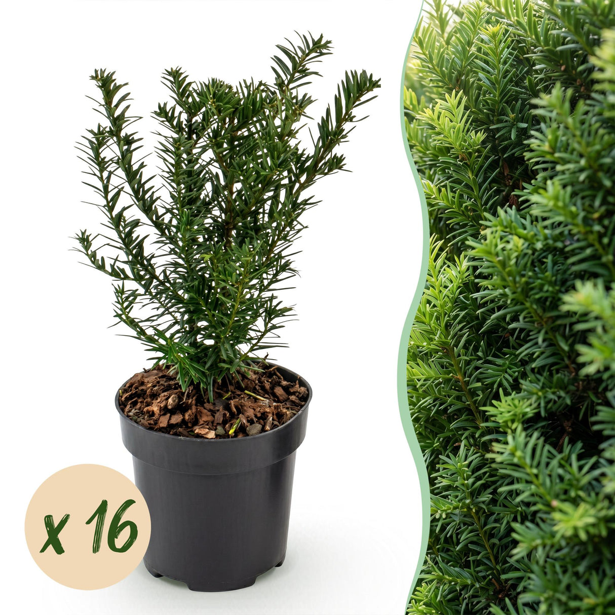 16x Taxus baccata - Eibe - Heckenpflanzen - Immergrün - Grün - Topf 9cm - Höhe 20-30cm – HaGa-Welt