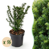 16x Taxus baccata - Eibe - Heckenpflanzen - Immergrün - Grün - Topf 9cm - Höhe 20-30cm – HaGa-Welt