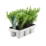 1x 6 pack Ilex crenata 'Jenny' - 6 x Ø7 cm - ↕15 cm – HaGa-Welt