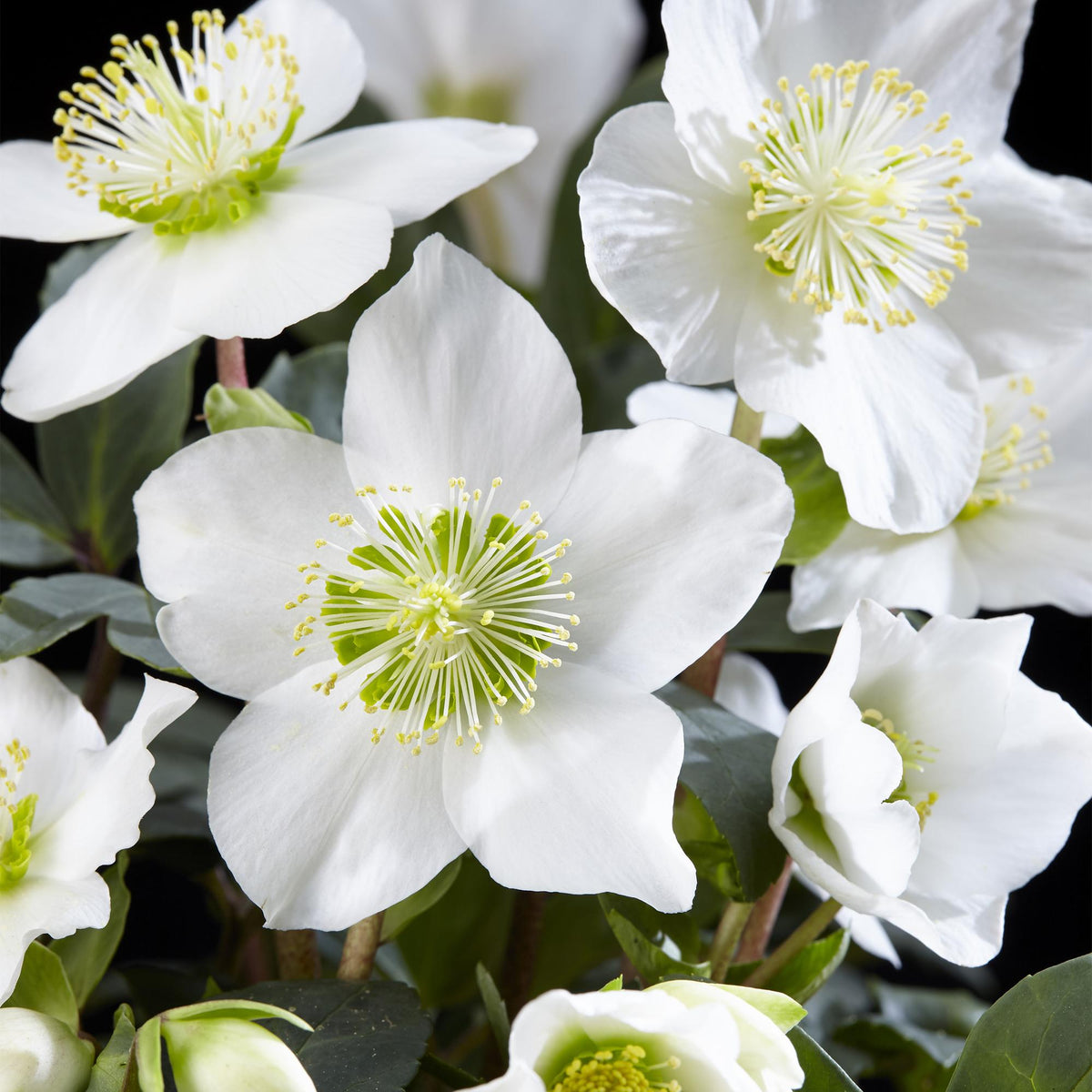 2x Helleborus niger 'Christmas Carol' – Christrose – Weiß – Topf Ø 14 cm – Höhe 30 cm inkl. Topf – HaGa-Welt