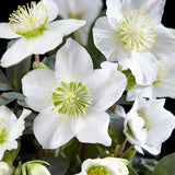 2x Helleborus niger 'Christmas Carol' – Christrose – Weiß – Topf Ø 14 cm – Höhe 30 cm inkl. Topf – HaGa-Welt