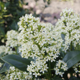 2x Skimmia japonica 'Finchy' – Skimmie – Hellgrüne bis cremefarbene Knospen, weiße Blüten – Topf Ø 19 cm – Höhe 60 cm inkl. Topf – HaGa-Welt