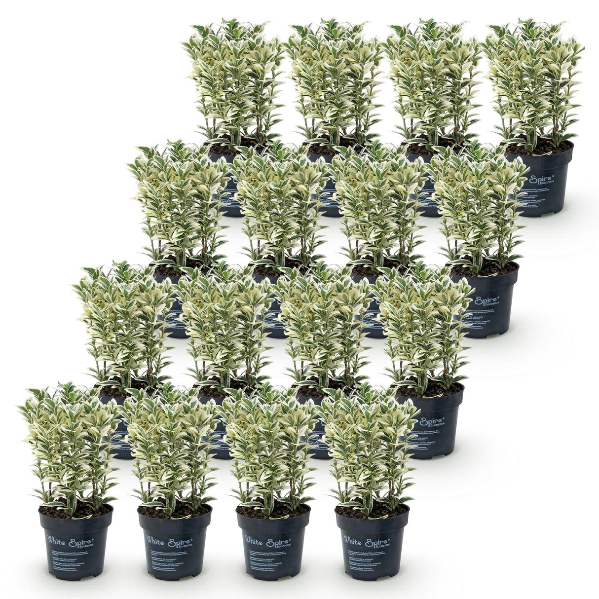 16x Euonymus japonicus White Spire - Kardinalskappen - Heckenpflanzen - Immergrün - Weiß - Grün - Topf 9cm - Höhe 20-30cm – HaGa-Welt