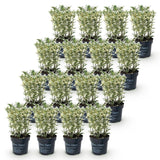 16x Euonymus japonicus White Spire - Kardinalskappen - Heckenpflanzen - Immergrün - Weiß - Grün - Topf 9cm - Höhe 20-30cm – HaGa-Welt