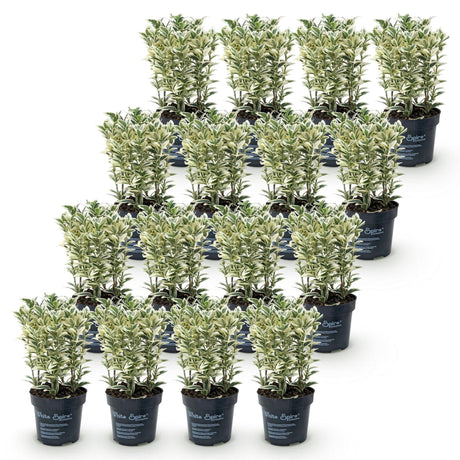 16x Euonymus japonicus White Spire - Kardinalskappen - Heckenpflanzen - Immergrün - Weiß - Grün - Topf 9cm - Höhe 20-30cm – HaGa-Welt