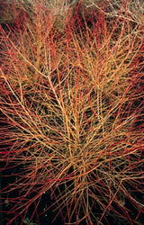 24x Cornus sang. 'Anny's Winter Orange' - ↕10-25cm - Ø9cm – HaGa-Welt