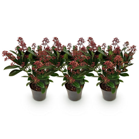 3x Skimmia japonica 'Rubella' – Skimmie – Rote Knospen, später weiße Blüten – Topf Ø 10,5 cm – Höhe 25 cm inkl. Topf – HaGa-Welt
