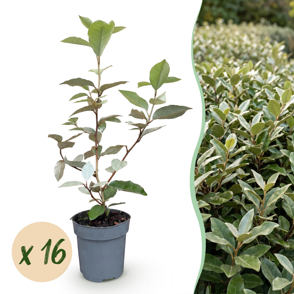 16x Eleagnus ebbingei Compacta - Ölweide - Heckenpflanzen - Immergrün - Grau - Topf 9cm - Höhe 25-35cm – HaGa-Welt