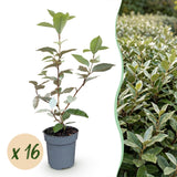 16x Eleagnus ebbingei Compacta - Ölweide - Heckenpflanzen - Immergrün - Grau - Topf 9cm - Höhe 25-35cm – HaGa-Welt