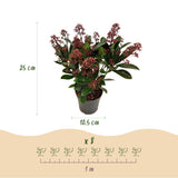 3x Skimmia japonica 'Rubella' – Skimmie – Rote Knospen, später weiße Blüten – Topf Ø 10,5 cm – Höhe 25 cm inkl. Topf – HaGa-Welt