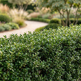 16x Ilex crenata Stokes - Japanische Stechpalme - Heckenpflanzen - Immergrün - Grün - Topf 9cm - Höhe 20-30cm – HaGa-Welt