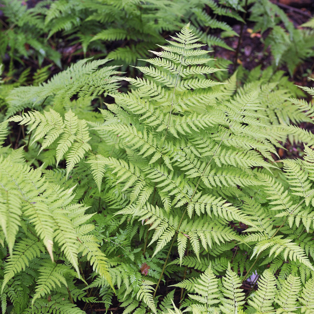 6x Dryopteris filix-mas - ↕10-25cm - Ø9cm – HaGa-Welt