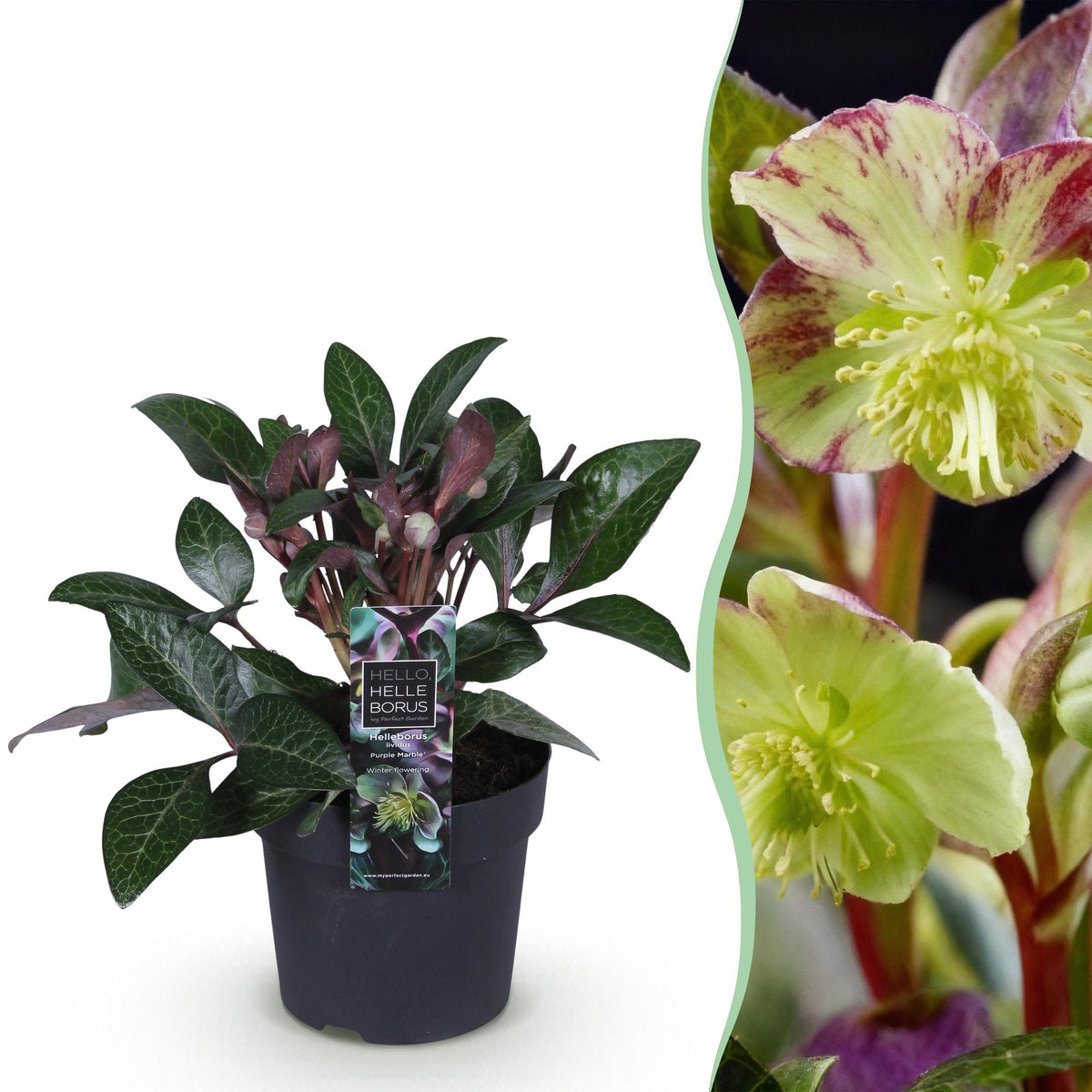1x Helleborus lividus 'Purple Marble' – Hellébore – Vert crème nuancé de rose pourpré – pot Ø 14 cm – hauteur 35 cm pot inclus