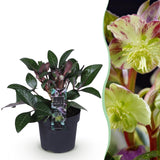 1x Helleborus lividus 'Purple Marble' – Hellébore – Vert crème nuancé de rose pourpré – pot Ø 14 cm – hauteur 35 cm pot inclus