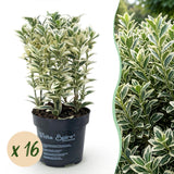 16x Euonymus japonicus White Spire - Kardinalskappen - Heckenpflanzen - Immergrün - Weiß - Grün - Topf 9cm - Höhe 20-30cm – HaGa-Welt