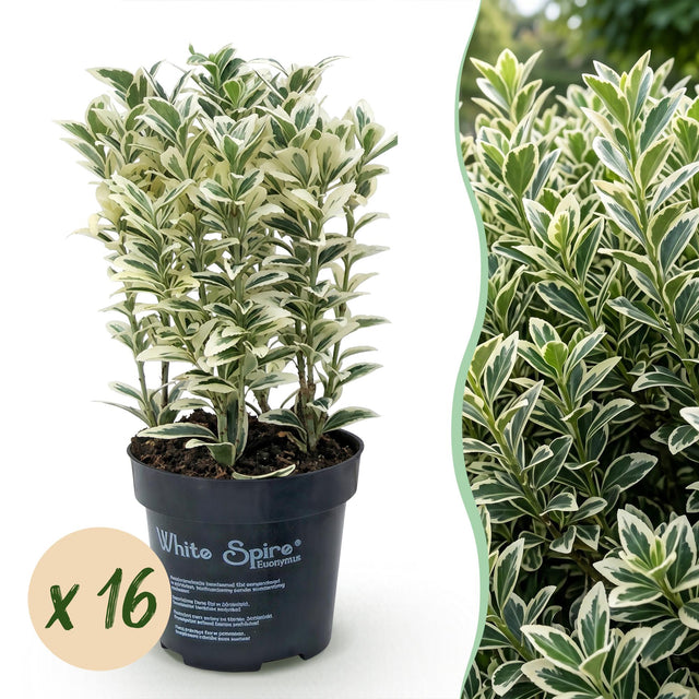 16x Euonymus japonicus White Spire - Kardinalskappen - Heckenpflanzen - Immergrün - Weiß - Grün - Topf 9cm - Höhe 20-30cm – HaGa-Welt