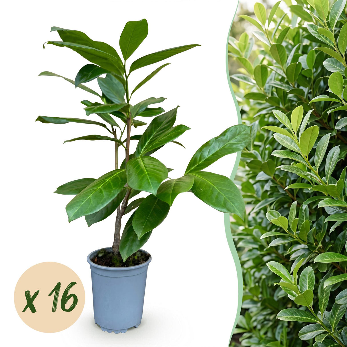 16x Prunus laur. Rotundifolia - Lorbeer-Kirsche - Heckenpflanzen - Immergrün - Grün - Topf 9cm - Höhe 25-35cm – HaGa-Welt