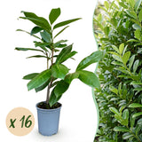 16x Prunus laur. Rotundifolia - Lorbeer-Kirsche - Heckenpflanzen - Immergrün - Grün - Topf 9cm - Höhe 25-35cm – HaGa-Welt