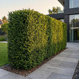 16x Taxus baccata - Eibe - Heckenpflanzen - Immergrün - Grün - Topf 9cm - Höhe 20-30cm – HaGa-Welt