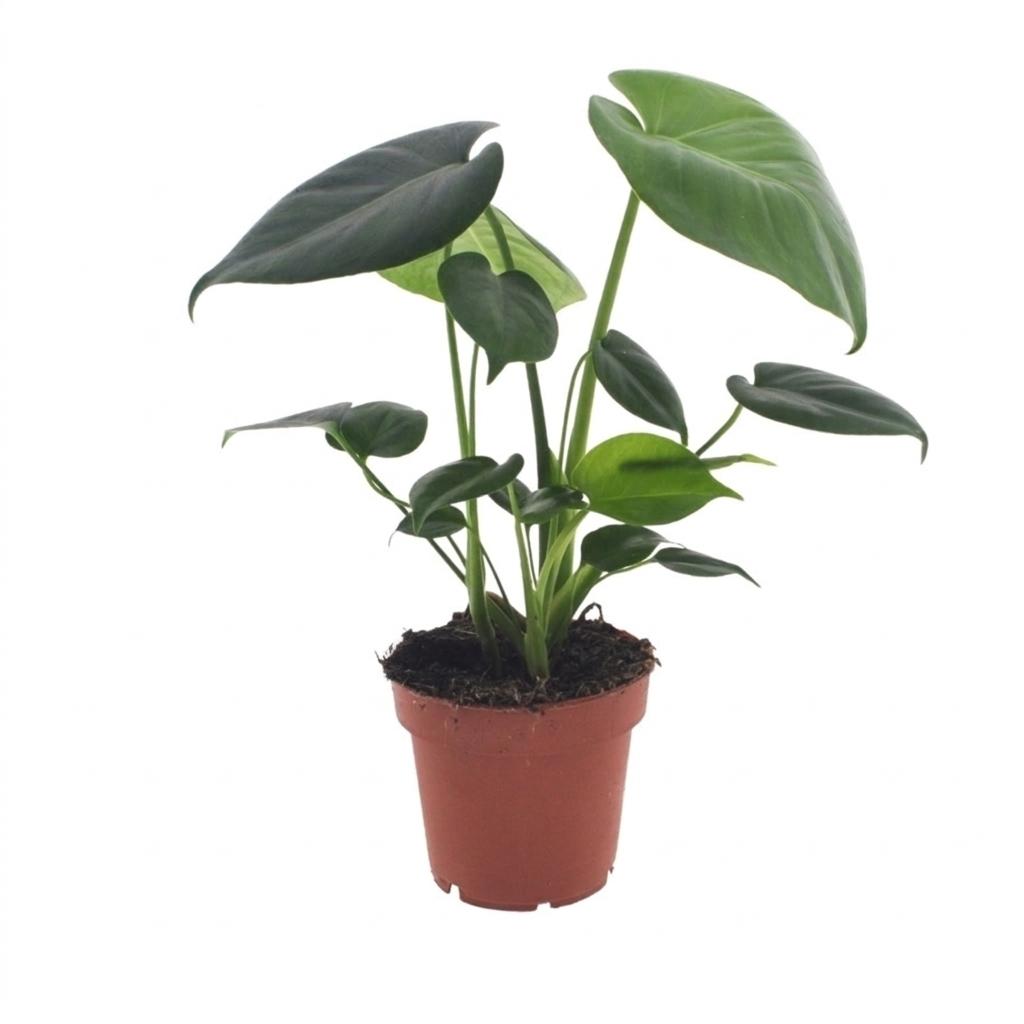 Monstera Deliciosa - Fensterblatt - 1 Plant - Pot 12cm - Hoogte - 30cm – HaGa-Welt