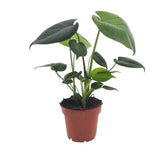 Monstera Deliciosa - Fensterblatt - 1 Plant - Pot 12cm - Hoogte - 30cm – HaGa-Welt