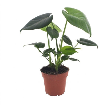 Monstera Deliciosa - Fensterblatt - 1 Plant - Pot 12cm - Hoogte - 30cm – HaGa-Welt