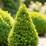 Buchsbaum Pyramide - BetterBuxus Skylight - Widerstandsfähig gegen die Buxuskrankheit - 1 Pflanz - Topf 23cm Höhe 60-70cm