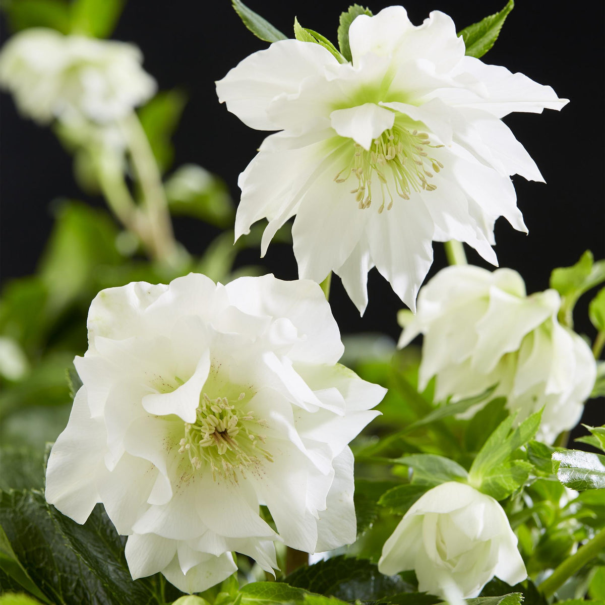 1x Helleborus orientalis 'Double Ellen White' – Lenten rose – White – pot Ø 14 cm – height 35 cm including pot