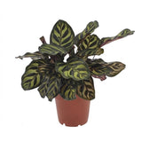 1x Calathea Makoyana - Pfauenpflanze - Zimmerpflanze - Grün-Purpur - Topf 12cm - Höhe 25cm – HaGa-Welt