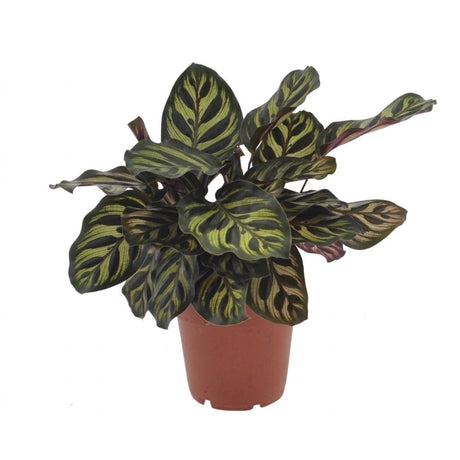 1x Calathea Makoyana - Pfauenpflanze - Zimmerpflanze - Grün-Purpur - Topf 12cm - Höhe 25cm – HaGa-Welt