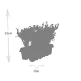 1x 6 pack Ilex crenata 'Jenny' - 6 x Ø7 cm - ↕15 cm – HaGa-Welt