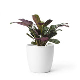 Ctenanthe Burle Marxii - Fischgräten-Gebetspflanze - 1 Pflanze - mit Weißem Topf - Topf 12cm - Höhe - 30cm