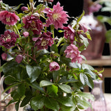 1x Helleborus orientalis 'Double Ellen Red' – Lenzrose – Rot – Topf Ø 14 cm – Höhe 35 cm inkl. Topf