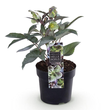 1x Helleborus × sternii 'Silver Dollar' – Hellébore – Vert crème – pot Ø 14 cm – hauteur 35 cm pot inclus